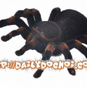 K16 - Nhện đá Nam Phi điều ...